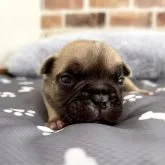 フレンチブルドッグ【千葉県・男の子・2023年6月30日・フォーン】の写真1「7/28撮影　可愛い🥹💕」