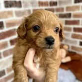 父チワワ×母トイプードル【千葉県・男の子・2023年3月4日・レッド&ホワイト】の写真3「可愛い❤️ 胸白😌」