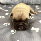 フレンチブルドッグ【千葉県・男の子・2023年6月30日・フォーン】の写真3「写真だと分かりづらいですがチビ助です🤣」