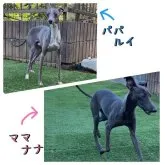 イタリアングレーハウンド【千葉県・男の子・2023年6月26日・ブルー】の写真4「父ルイくん＆母ナナちゃん」