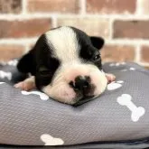 ボストンテリア【千葉県・女の子・2023年10月7日・ボストンカラー】の写真4「うとうと😴」