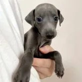 イタリアングレーハウンド【千葉県・男の子・2023年6月26日・ブルー】の写真5「会いに来てね🐶❤️」