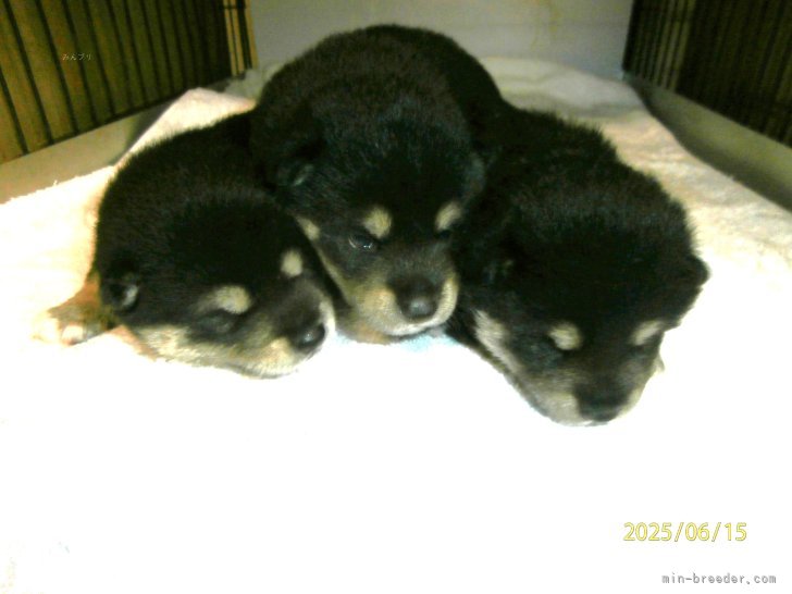 村山一男ブリーダーのブログ：柴犬　美雪子犬　生後１５日目