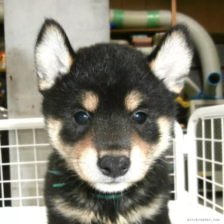 柴犬(標準サイズ)【大阪府・男の子・2025年5月31日・黒】の写真1「健康です。」