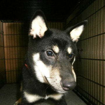 柴犬(標準サイズ)【大阪府・女の子・2025年2月25日・黒】の写真「彩花子犬　桃　Ｎｏ．８１０「環奈（カンナ）」」