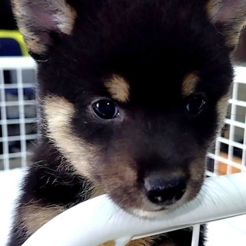柴犬(標準サイズ)【大阪府・女の子・2025年7月18日・黒】の写真「芽依子犬　桃　Ｎｏ．８２８「祈愛（ノア）」」