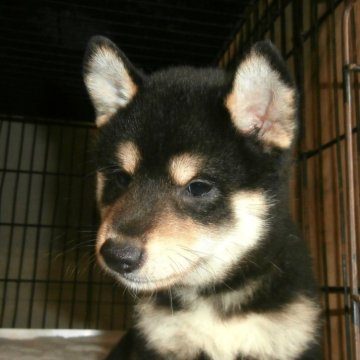 柴犬(標準サイズ)【大阪府・男の子・2025年5月31日・黒】の写真「美雪子犬　青　Ｎｏ．８２１「大翔（ヒロト）」」