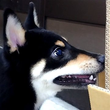 柴犬(標準サイズ)【大阪府・女の子・2025年3月12日・黒】の写真「麗奈子犬　赤　Ｎｏ．８１６「星紗（スターシャ）」」