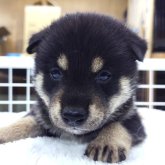 柴犬(標準サイズ)