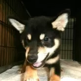 柴犬(標準サイズ)