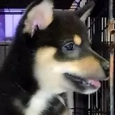 柴犬(標準サイズ)
