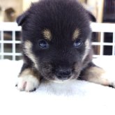 柴犬(標準サイズ)