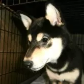 柴犬(標準サイズ)