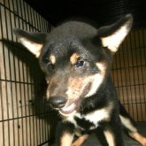 柴犬(標準サイズ)