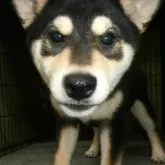 柴犬(標準サイズ)