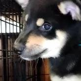 柴犬(標準サイズ)