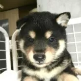 柴犬(標準サイズ)