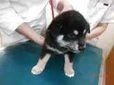 柴犬(標準サイズ)【大阪府・女の子・2025年4月28日・黒】の写真4「健康検診」