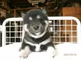 柴犬(標準サイズ)【大阪府・女の子・2025年3月10日・黒】の写真7