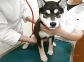 柴犬(標準サイズ)【大阪府・女の子・2025年3月10日・黒】の写真2「健康検診」