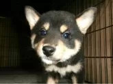 柴犬(標準サイズ)【大阪府・女の子・2025年3月12日・黒】の写真6