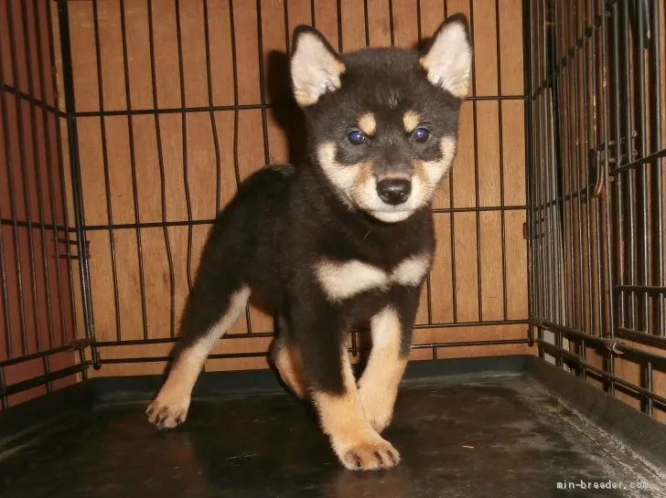 ID：2008-01050の子犬
