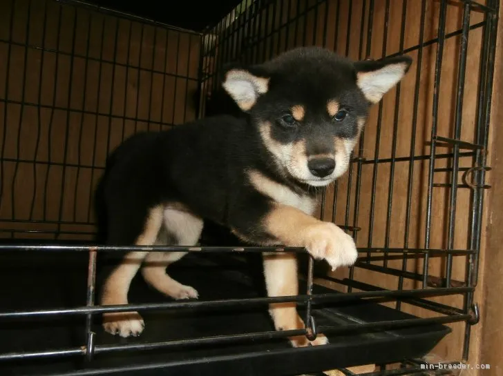 ID：2008-01609の子犬