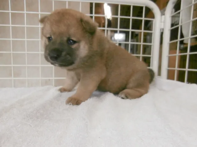 ID：1606-00884の子犬