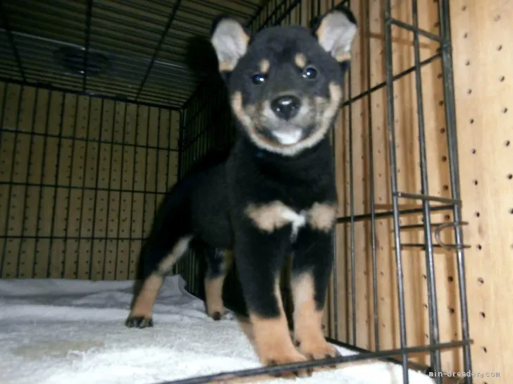 ID:2004-00839の子犬