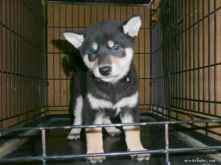 ID：2011-00755の子犬