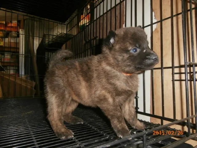 薬田 様のお迎えした子犬
