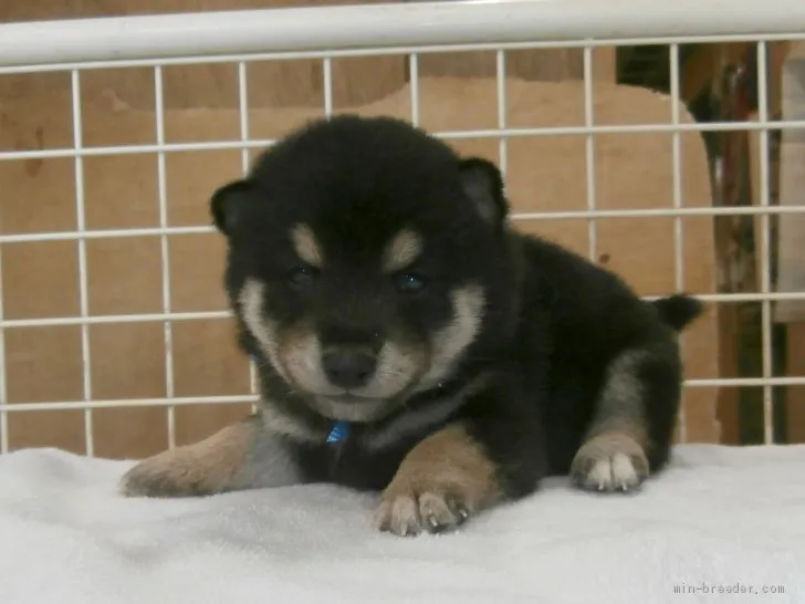 ID：2010-02828の子犬