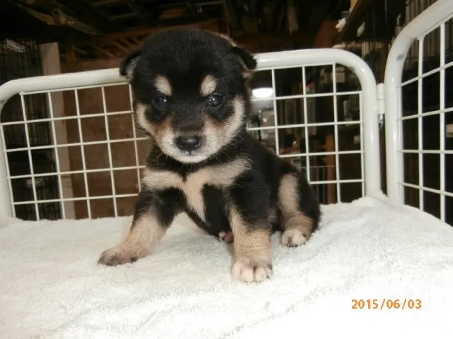 ID：1506-00303の子犬