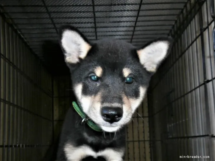 ID:2108-02497の子犬