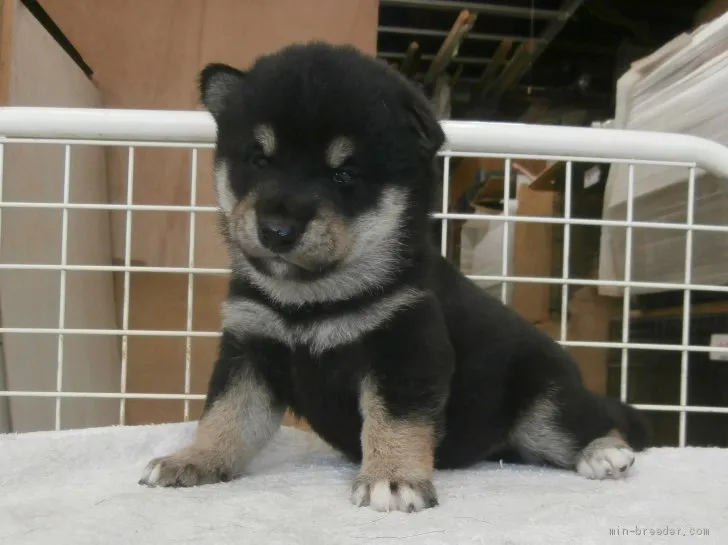 ID:2011-00759の子犬