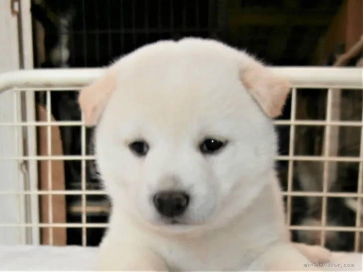 ID：2109-02352の子犬