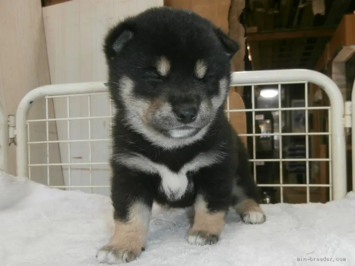 ID：2010-03558の子犬