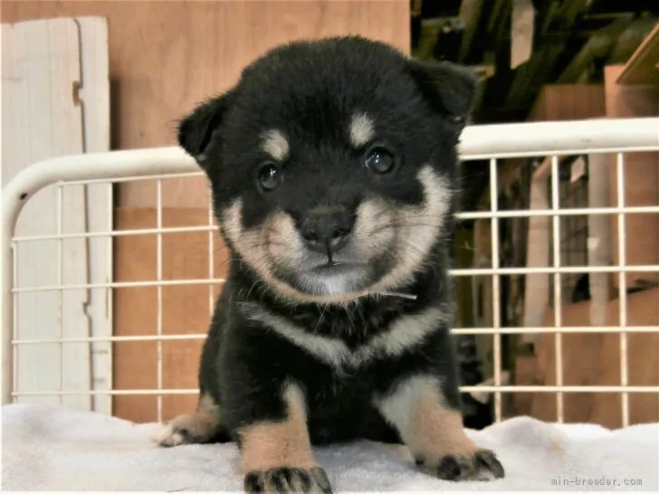 ID:2109-01941の子犬