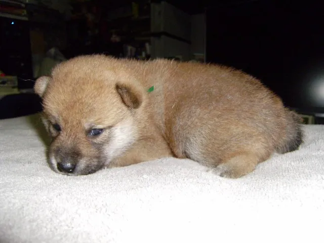 ID:1306-01090の子犬