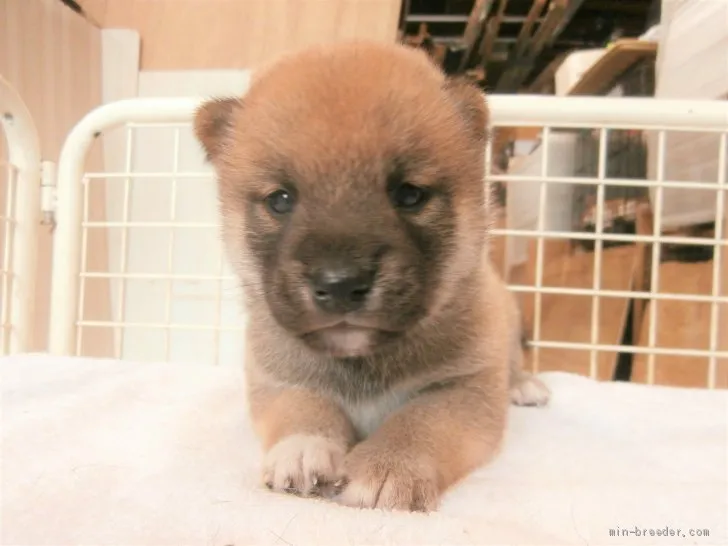 ID:2105-02703の子犬