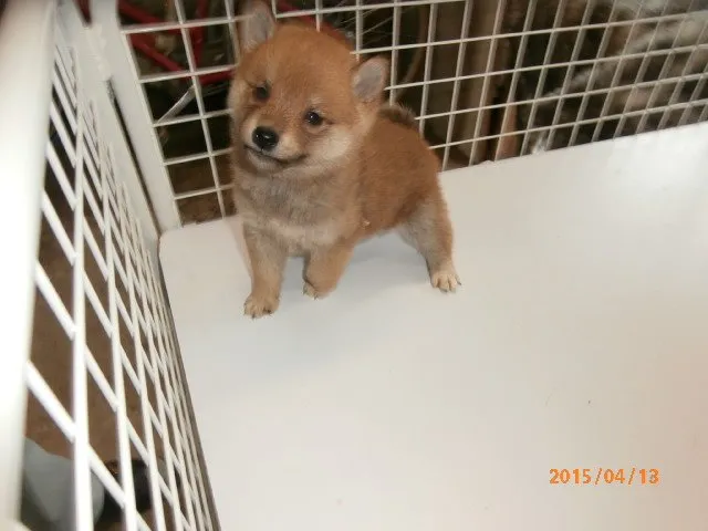 ID：1503-01105の子犬
