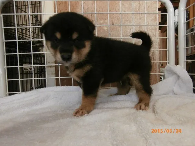 ID：1505-01206の子犬