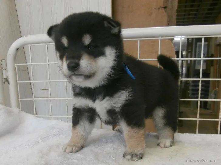 ID：2010-03557の子犬