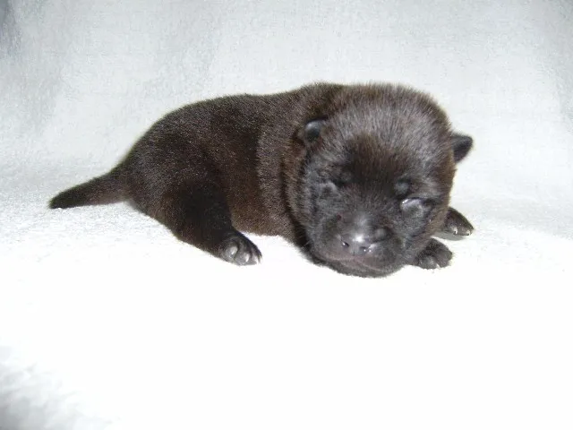 ID:1401-00403の子犬