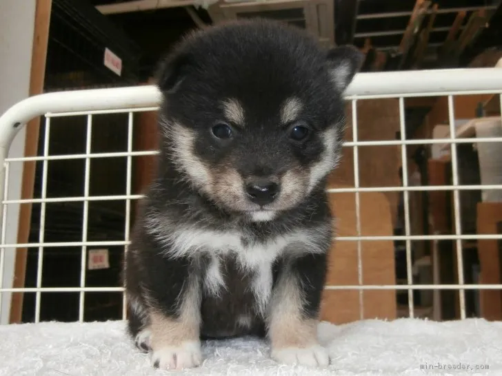 ID：2105-03246の子犬