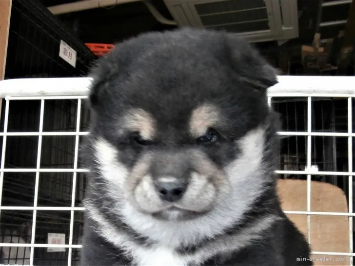 ID:2203-01688の子犬