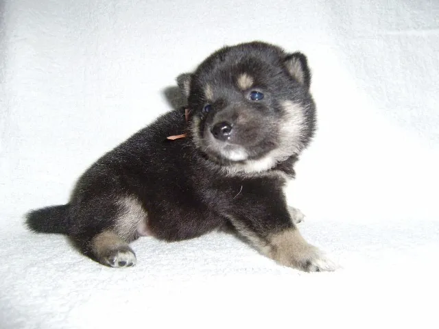 ID:1405-00068の子犬