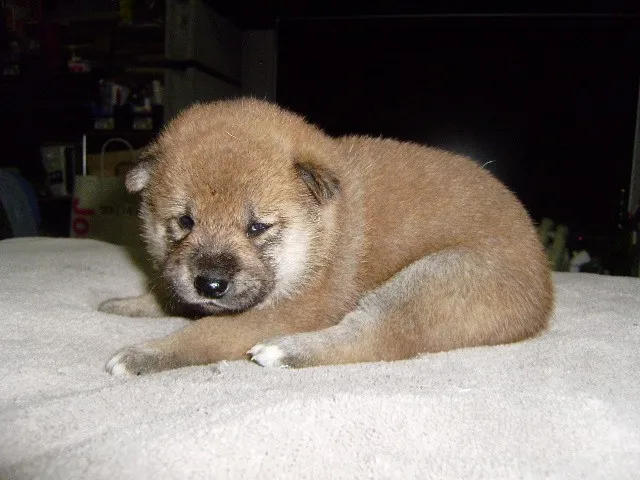 ID:1306-01091の子犬