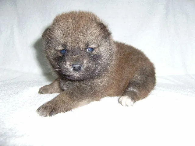 ID：1401-01397の子犬