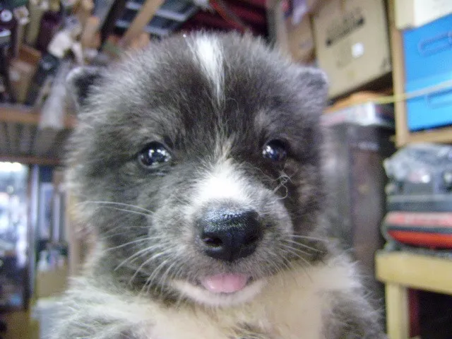 ID：1308-00997の子犬